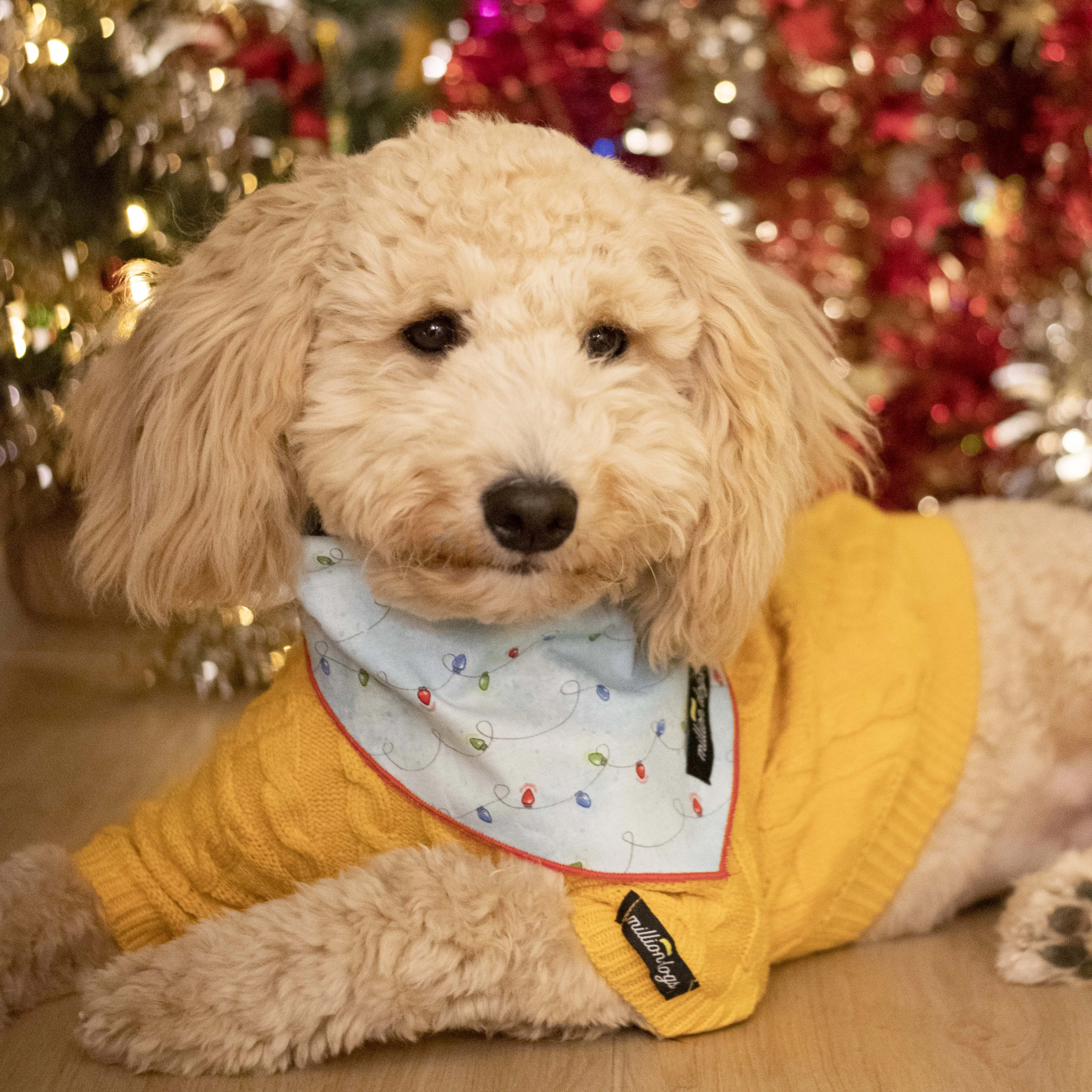 Cozy Mustard Cable Knit Dog Sweater